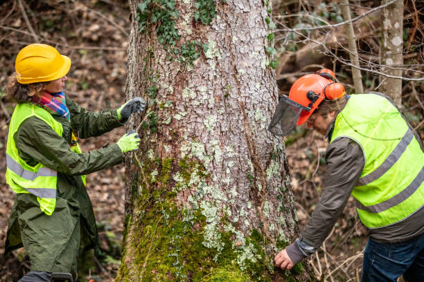 Shiremanstown, PA Tree Care Company
