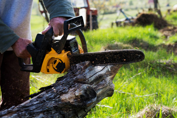 How Our Tree Care Process Works  in  Shiremanstown, PA